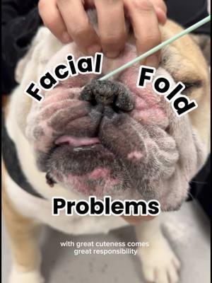 Facial fold pyoderma, also known as skin fold dermatitis, is common in breeds with pronounced skin folds, such as Bulldogs, Frenchies, Sharpei’s,Pugs, etc. 🐾 These folds create warm, moist environments that promote bacterial and yeast overgrowth, leading to inflammation and infection ☹️ Symptoms to watch for: •Redness/irritation within the fold •Weird Smell •Discharge •Excessive scratching/rubbing of the face •Anything else that seems like it shouldn’t be there 😂 Preventive care tips 👇🏽 •Ensure folds are thoroughly dried after cleaning to prevent moisture buildup. •If your pet is prone to infections 👉🏽Clean facial folds daily with veterinarian-recommended antiseptic wipes (containing chlorhexidine, ketoconazole, etc— ask your vet for your pets specific needs) •For some patients 👉🏽Maintain a healthy weight to reduce the depth of skin folds. Early intervention and ongoing maintenance is key to your pets comfort and worsening conditions!  Because guess what… these can get so bad where we need to surgically remove their skin.. aka a FACE LIFT.  Let’s prevent your pets from having to get plastic surgery before you 😘😉👍🏽!!!  #veterinarian #vet #bulldogs #frenchbulldogs #pugs #persians #vetbites #yappyhour #doctor #vetlife #pekignese #facialfolds #petproducts #dogwipes 