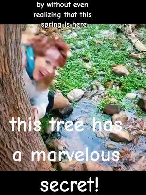 #tree with a #secret #warmspring #templeofsinawava #zionnationalpark #faerygodmotheradventures #experiencejoy #faerygodmother 