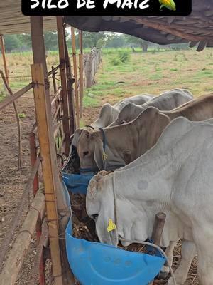 #ganado #becerros #ganaderia #brahman #rancho 