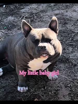 Big Dogs Romania Itty Bitty🩷#fyp #viral #Abkc #americanbully #rockoblood #pocketbully ##microbully #extremebulls #brc #icbr #americanbullyofficial #fypシ #americanbullypocket #bigdogsromania #americanbullylover 