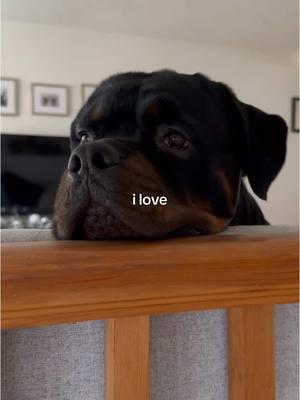 Loml ❤️ #rottiemom #rottweilersoftiktok #rottylife #rottweilerlove #bigdogstrong 