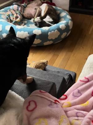 Sunday Funday! Jessie watching over Reptoria and even Queen jumped in 🤣 #fyp #foryoupagе #chihuahuastiktok #pitbullsoftiktok #xxx #dogsoftiktok #beardeddragon #beardiesoftiktok #dog 