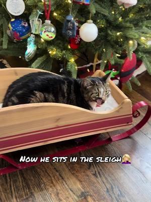 That’s cats for you 🤷‍♀️ Still cute though so I had to share! 🛷 #figarothesurviorkitten #figisbig #figgy #thedodo #catsofinstagram 