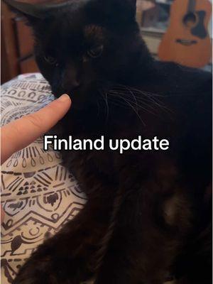 Finland the black Manx update! Day 2.5 on the new food and hasn’t cried once today. 🫶😫 #manx #manxcat #cattok #finland #mrfinland #catsoftiktok #blackcatsoftiktok 