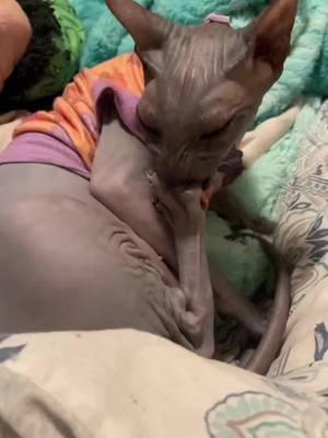 Me after i get a pedicure #toebeans #mistercrinkles #pretty #cats #catsofinstagram #fyp #viral #meow #lover #cats #donskoy #hairless ##sphynxcat #PetsOfTikTok #nakedcats #sphynxtok #Sphynxaddiction #crazy #funny #funnyvideos #uniquevideos #dinguscatsphynx #backtothekittyshekindofpretty #clariceandmistercrinkles #skinwalkers #naughty #goblin #gremlins #utah #veterinarymedicinine #vetmedlife #clarice #courtney #geriatriccat #meow #senior #BestFriends #catsofinstagram #meow #oldlady #fyp #purr #onthisday 