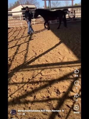 On 12/8/24 a kill pen in Oklahoma (over 1400 miles from our home base in NJ) posted a mustang that was available in their facility. Horses here either get lucky and are purchased to private homes or are sold for meat if not sold before their deadline.  We made a plea for help and you guys answered! Thanks to several generous donors we were able to raise enough money to pay her bail, get her set up in quarantine and find a ride home.  Today that ride home came to an end and she is safety in NJ We are happy to officially introduce Georgie  2020 mare born in holding out of Eagle HMA (Nevada) Georgie appears to have a good foundation as far as training goes we are hoping we will be able to track down her previous owner to find out more of what her story is. As of right now she’s getting settled in at Dutch’s Run Farm where she will be fully assessed and get prepped to be started under saddle. Since she already has ground manners we are planning on getting her riding before deciding if she will be a resident or be available for adoption. (Our resident horses stay with us for an extended period of time or life and become ambassadors for the breed that travel to events with us) We had a busy weekend and will be sharing training updates on both horses as often as we can! #horsesoftiktok #mustanghorsesoftiktok #mustangsoftiktok #equestriansoftiktok #horsetok #horserescue #fyp #foryoupage 