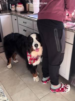 Heard you loud and clear 🫡 #bernesemountaindog #bernesemountaindogsoftiktok #bernesepuppy #bassethoundsoftiktok #bernesemountaindogs #dogwalking 