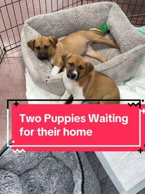 Two Black Mouth Cur Mixed puppies still available at The Colony Animal Services. Help them find their Fur-ever home to start the new year off. #fyp #foryoupage #foryourpage #shelterdogsoftiktok #shelterdog #adoption #adopt #adoptadog #tcas #blackmouthcur #blackmouthcurmix #puppytiktok #puppy 