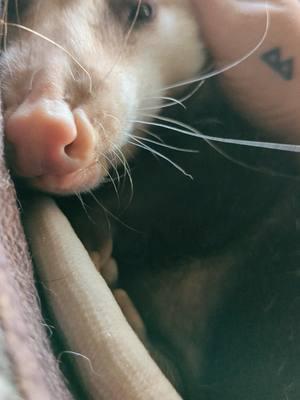 The cutest opossum to ever exist.😍🥰 #opossum #opossumsoftiktok #opossumlove #marsupial #cuteanimals #snuggles #cuteagression 