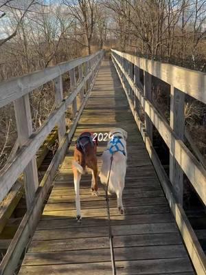 Dryland mushing with my best girls in 2024 #2024 #dogsports #sportdog #drylandmushing #bikejoring #bikejoring #activedog #DogTraining #americanfoxhound #scenthound #dogenrichment #goldenretriever #CapCut 