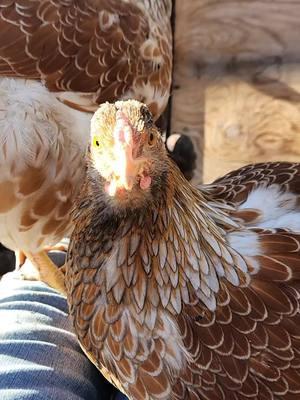 God gave me you! #feathers #featheredfriends #ilovechickens #chickens #Love #chickensoftiktok #addicted #blessed 