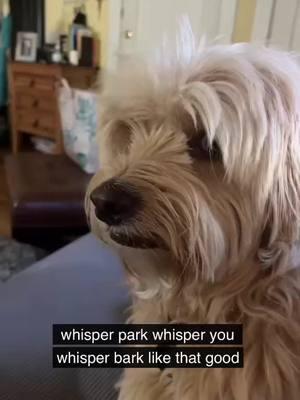 Reposting my most watched video before the year ends #orginalwhisperbark #whisperchallenge #viralvideos #fyp #dogsoftiktok #yearontiktok #viralvideo 