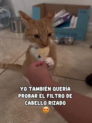 🤭🤔 #lachinita #catsoftiktok #kitten #catlover #cattok #cat #kittenoftiktok #orangekitten #orangecatbehavior 