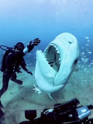 Tiger shark snacking #Insta360X4 #DiveIn #ExploreTheOcean #insta360 #sharktok #sharkweek 