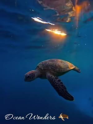 #duet with @OceanGlow #seaturtles #amazingworld #ocean