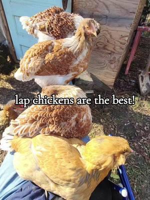 who loves lap chickens? #blessed #chickensoftiktok #chickens #Love #featheredfriends #henparty #beautiful 