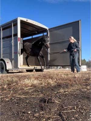 #trailerloading #horsetraining #horse #horses #horsegirl #equestrian #western #cowgirl #farmlife 