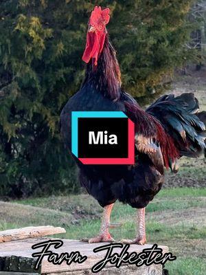 Mia!, Oh Mia!, Mia! #mia #mya #miah #miya #maya #mya #chicken #chickens #hen #hens #rooster #roosters #roostersofinstagram #nameyellingchicken #chickensofinstagram #backyardchickens #farmjokester #michaelsalerno