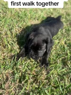 Kane is sick of Ko Ko 😂 #newpuppy #corsopuppy #blackcanecorso #malecorso #femalecorao #dogloversoftiktok 