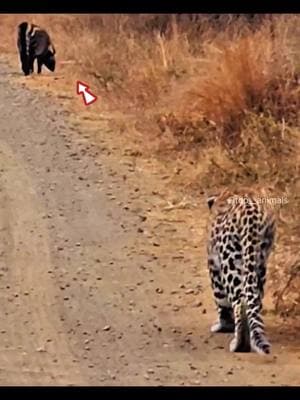 #wildlife #animals #leopard 