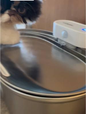 This water fountain looks like fun mom!  🤣 it’s a great product.  Link below. #cutecat #waterfountain #catwaterfountain #cleanwater #cat #catsoftiktok #cats #catlover #pet #play #playtimegonewrong #catplaytime #fyp #cutekitten #fun 