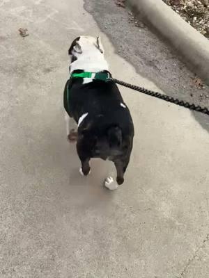 when your dog steals all the cake 😱#doggiesoftiktok #frenchie #frenchbulldog #fatdogsoftiktok 