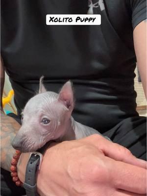 Xoloitzcuintle Puppy #xoloitzcuintle #xolo #cachorro #puppy #mascotas @Guero82king 