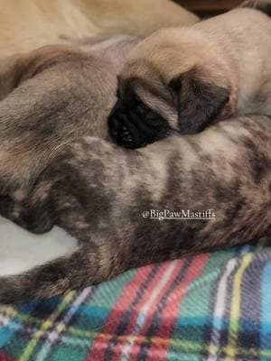 🐶🐾❤️ #englishmastiff #nc #puppies #mastiffsoftiktok #puppiesoftiktok #mastiff #fyf #dog #mastiffmom #dogmom 