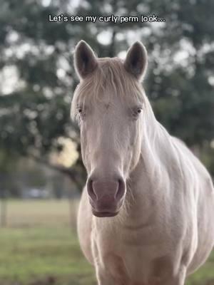 Pixie 🤣 #horse #horses #horsesoftiktok #horsetok #pasofino #perlino #perlinohorse #pixiethepony #pet #PetsOfTikTok #animals #funny #perm #fyp 