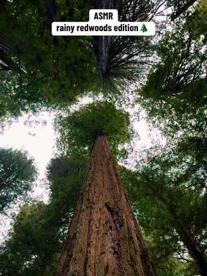 simply one of the best feelings #asmr #asmrsounds #asmrvideo #asmrtiktoks #asmrtiktok #asmrnature #natureasmr #outdoorasmr #redwoods #sequoia #sequoianationalpark #redwoodsnationalpark #naturesounds #california #westcoast #pacificnorthwest 