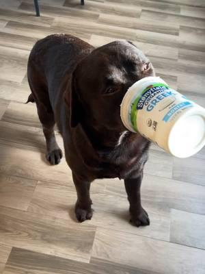 Yougurt face  #fyp #viraltiktok #labradorretriever #chocolatelabrador #nj 