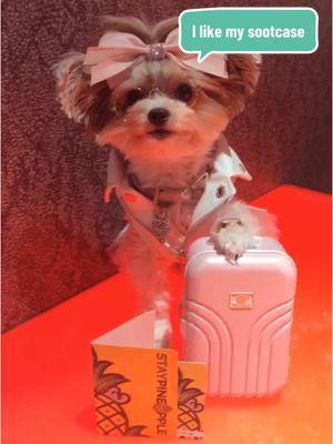 Do you like my sootcase 🧳 ? @Staypineapple Hotels #ilikemysuitcase #suitcase #staypineapplehotel #hoteldog #doglife #doglifestyle #dogsoftiktok #dogsoftiktokviral #dogvideo #fyp #yorkiesoftiktok #yorkies #yorkielover #yorkielove #yorkielife #partiyorkie #modeldog #doggo #doggosdoingthings #doggosoftiktok 