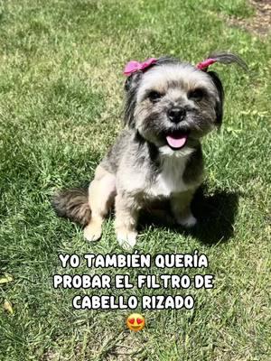 #lachinita #cabellorizado #g🏹💍 #😂😂😂😂 #micanina🐶💓💝 #hasme_viral #dalelike #giio_21 #giio_5 