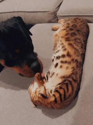 my whole heart 🐾🖤 #bengalcat #rottiepuppy #rottweiler #rottie #bengal #bengalcatsoftiktok #rottweilersoftiktok #Siblings #bffs 