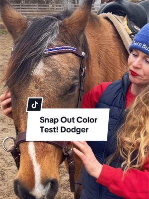 This is low key my favorite thing about our Bitless Bridle…the snap out browbands! We are basically swatch testing Dodger’s Buckskin color with our crystal browbands! @The Spirited Horse Boutique #bitlessbridle #quarterhorse 