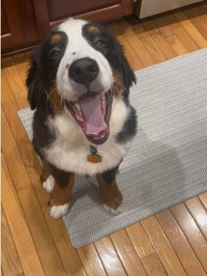 Hungry boy 😎#bernesemountaindog #nashtheberner #puppysounds #puppybreath #dogsoftiktok 