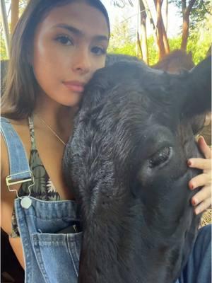 #cow #hawaii #cowcuddles #hilo #fyp 