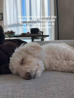 So lucky 💙 #maltipoosoftiktok #maltipoo #dogmom #dogtok #fyp 