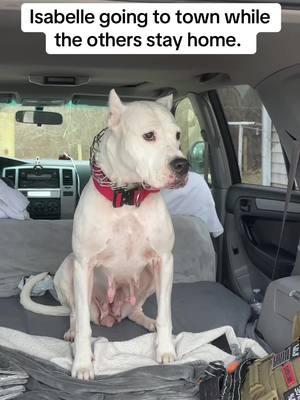 Isabelle, going to town with me. While the others watch her get in and get ready to go I’m sure that they are wanting to go also. #thedogodaddy #dogo #dogoargentino 