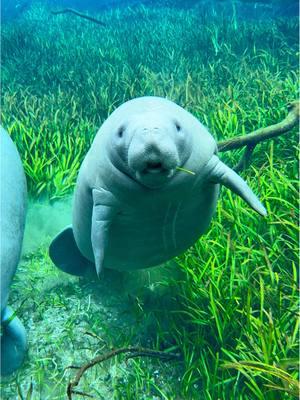 A young manatee snacks while being closely watched by his mother in the wild. ❤️   🛶: @Ecoventure Tours  #conservation #wildlife #nature #manatee 