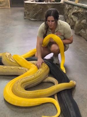 HREE HEARTS ONE SLITHER! 🐍 These lovely ladies are showing off today! Do you have a favorite? 💛🧡💙 • • • • #wow #animals #snakes #wow #beautiful #lovely s #funny #huge #funday #moving #giant #beauties #wild #wildlife #reticulated #python #snake #den #party #beautiful #amazing #animals #cool #video #moments #tik #tok #tiktok #tiktokanimals 