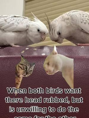 #Meme #MemeCut #memenatal #allthetime #cockatiels #cockatielsoftiktok #funny #relatable #laughing #rubikscube #fypシ #abcxyz #PetsOfTikTok #birbs 