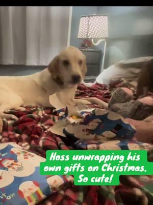 #christmas2024 #tiktokchristmas #fosterfail #adopted #adoptdontshop  #greatpyrenees #treeingwalkercoonhound #dalmatian #lhasaapso #supermutt #greatpyreneescoonhoundmix #greatpyreneescoonhound #labradane #funnydog #sillydog #funnypet #uniquedogbreeds 