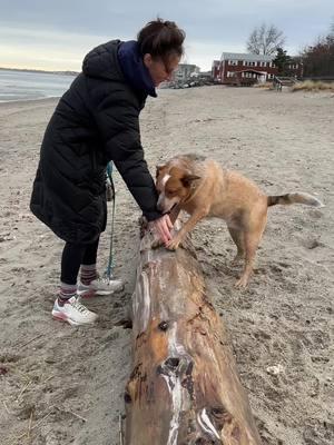 Took Finn to the beach today and he had the best time!!! #dog #souldog #HealingJourney #stillhealing #dailyaffirmations #heeler #traumahealing #trauma #trust #happiness #peace #freedom 