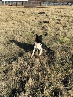 Satus Moon #satusstockdogs #bigbendtrailers #nextlevelpetfood #bordercollie #DogTraining 