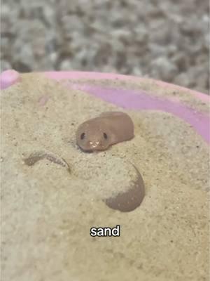 buttercup discovers sand. idk if she’s ever gonna leave her sandbox now.  note to any sand boa owners: sand is better used as enrichment , rather than being their main substrate. Also research the types of sand before you buy it! Dust free and very fine sand is best to avoid respiratory issues and to avoid it getting stuck in their scales. Never feed them on sand as it can cause impactions! #pets #animals #reptiles #reptile #snakes #sandboa #boa #kenyansandboa #sand #playtime  #cuteanimals #cute #silly #baby 