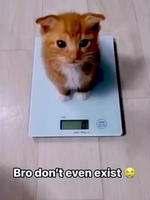 Tiny Kitten Weighs Zero Pounds #weightless #tinykitten #smallcat #cattok #cuteness #sosmol