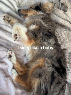 Lily 🌺  #4poundbaby #toyaussie #toyaustralianshepherd #dogtok #sleeplikeababy #trend #trending #dogsoftiktok 