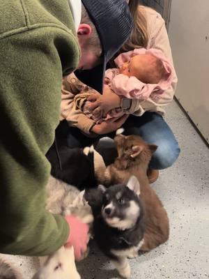 Harlowe meeting the puppies #grandaughter #jasperbluessiberians #grandparents #puppies 