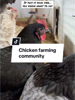 If chicken farming is your vibe, join our community #thehappychickcoop #backyardchickens #creatorsearchinsights #chickenfarming 